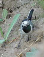 Image of Motacilla alba dukhunensis