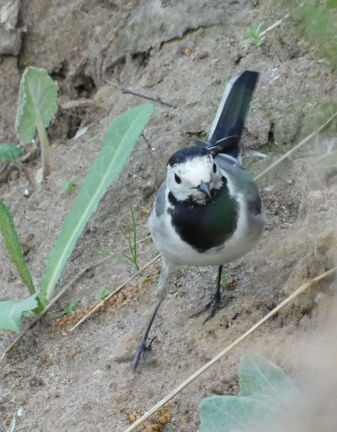 Слика од Motacilla alba dukhunensis