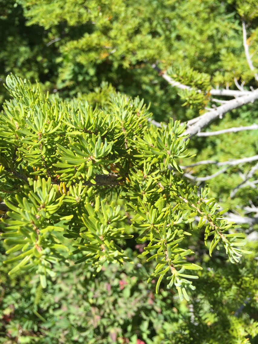 Image of Mountain Hemlock