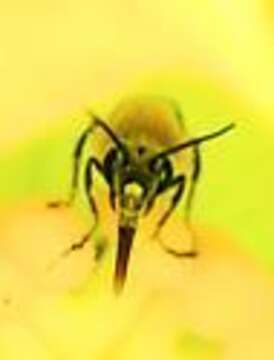 Image of Pruinose Squash Bee