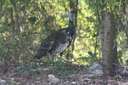 Image of Ocellated Turkey