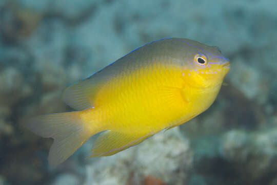 Image of Blueback damsel