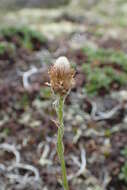 Image de Antennaria monocephala subsp. angustata (Greene) Hultén