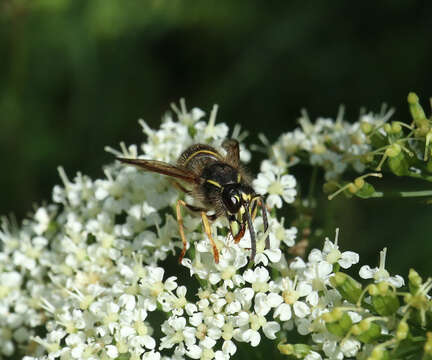 Image of Norwegian Wasp