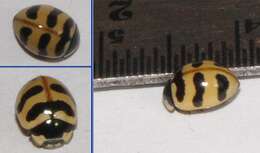 Image of Coccinella trifasciata perplexa Mulsant 1850