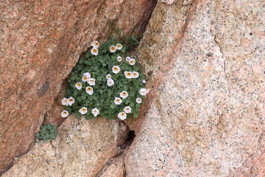 Image of Paraquilegia caespitosa (Boiss. & Hohen.) Drumm. & Hutch.