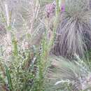Image of Cirsium jorullense (Kunth) Spreng.