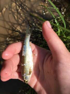 Image of Siberian dace