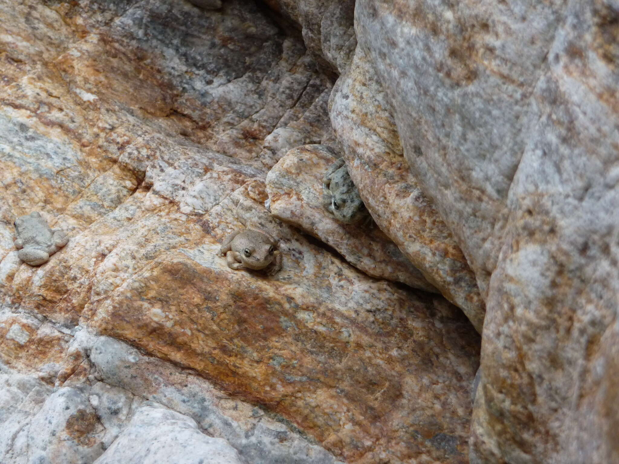 Image of California Chorus Frog