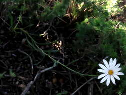 Image of White Dimorphotheca