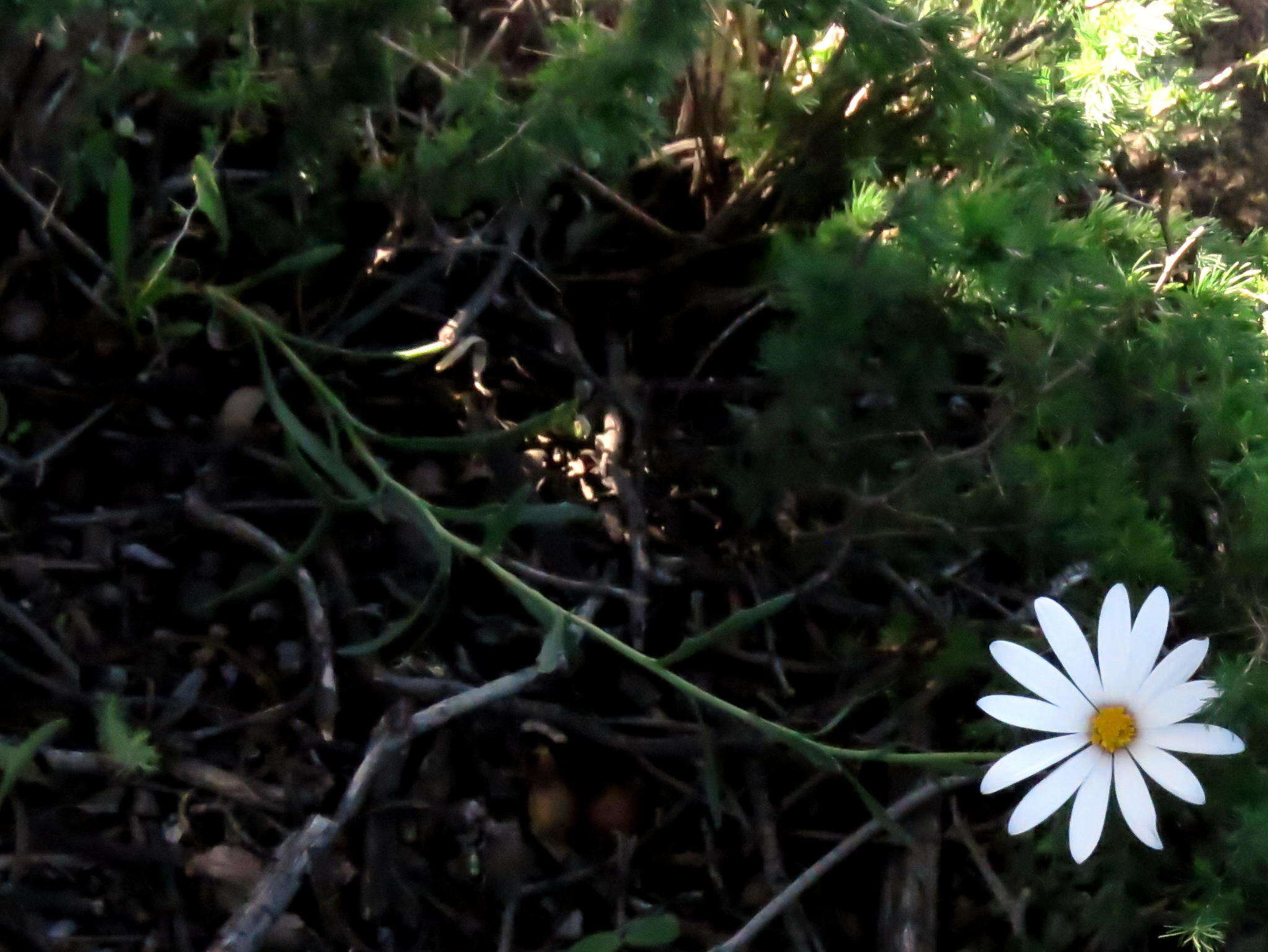Image of White Dimorphotheca