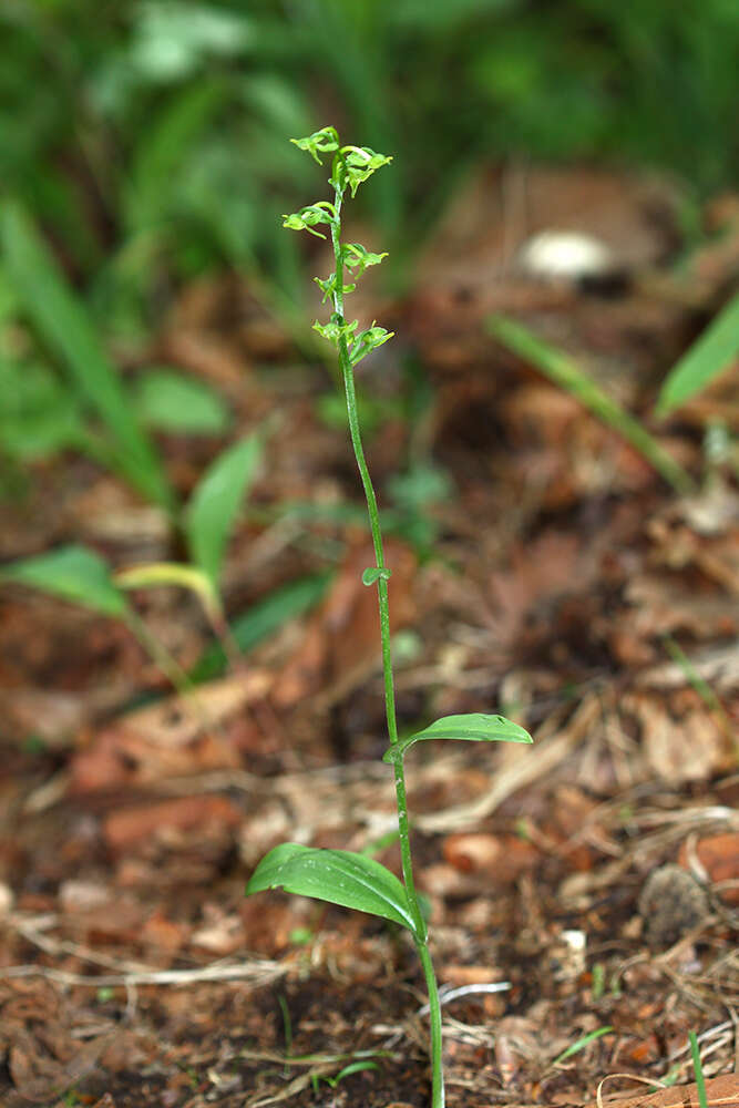 Imagem de Platanthera maximowicziana Schltr.