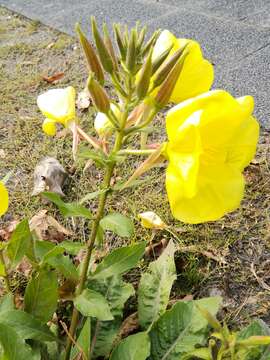 Image of redsepal evening primrose