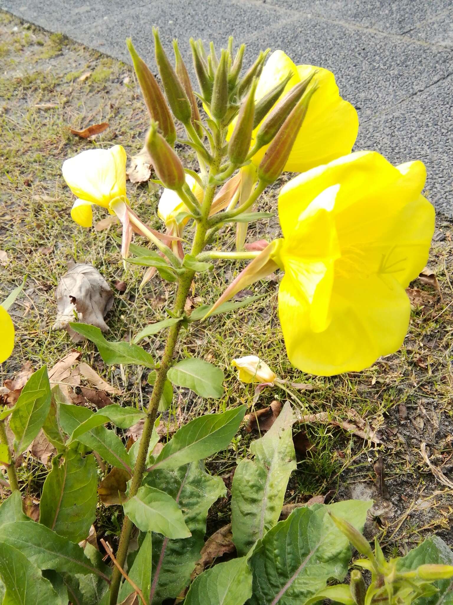 Image of redsepal evening primrose