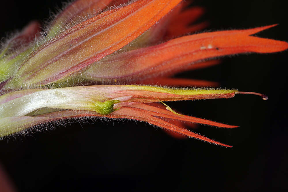 Image of giant red Indian paintbrush