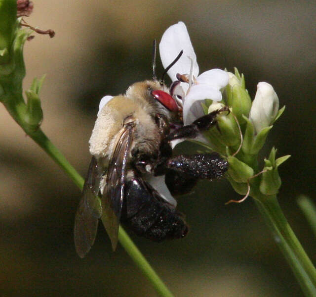 Plancia ëd Centris caesalpiniae Cockerell 1897