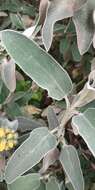 Image of shrubby Jerusalem sage