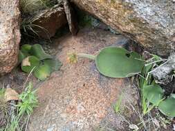 Imagem de Haemanthus humilis Jacq.