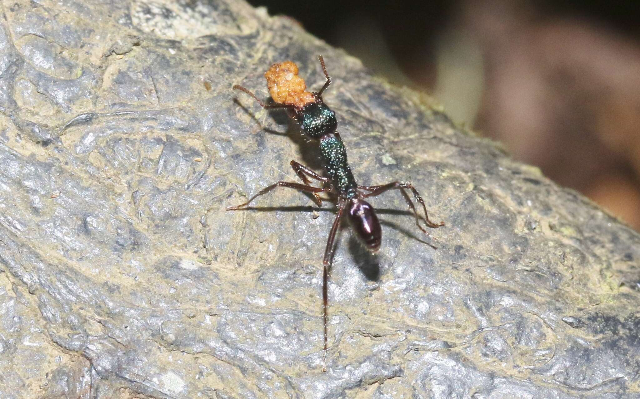 Imagem de Rhytidoponera purpurea (Emery 1887)