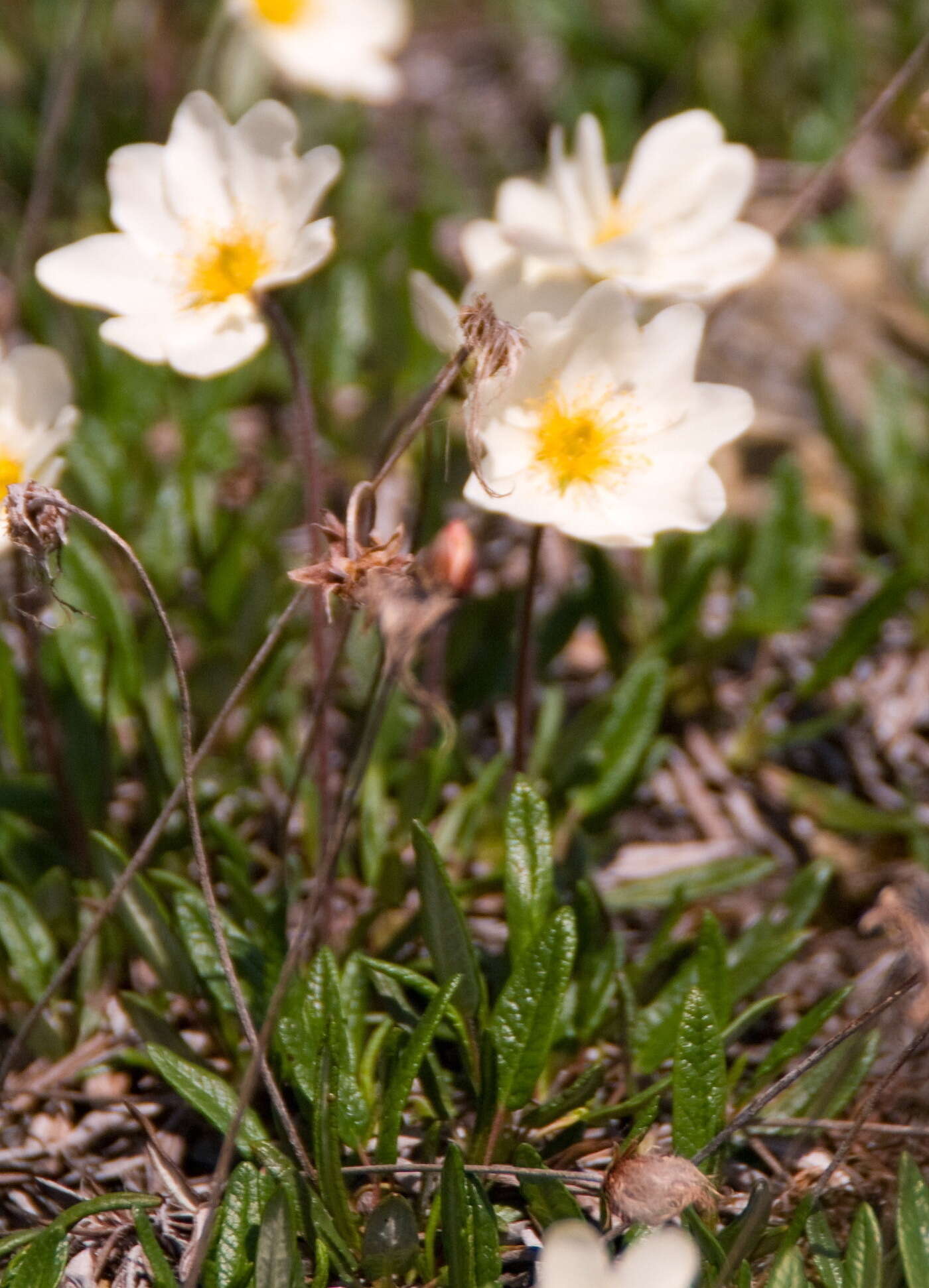 Image of entireleaf mountain-avens