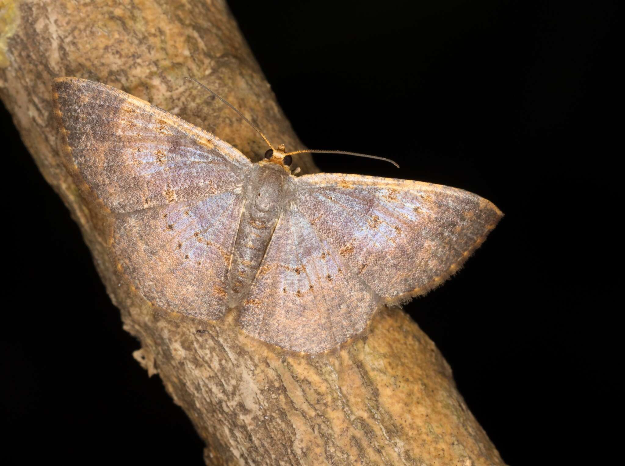 Image of Peratophyga crista Jiang, Xue & Han