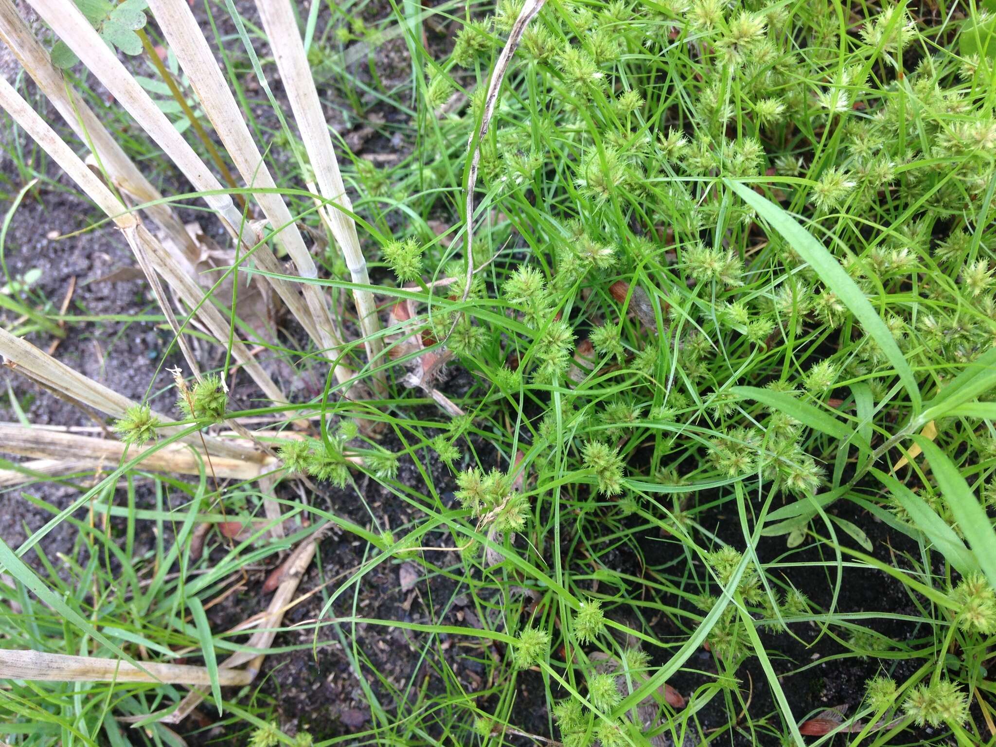 Image of bearded flatsedge