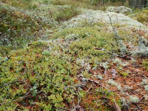 Image of Cetraria lichens