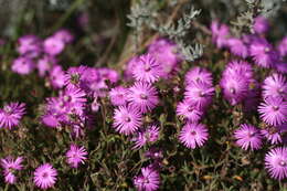 Imagem de Drosanthemum gracillimum L. Bol.