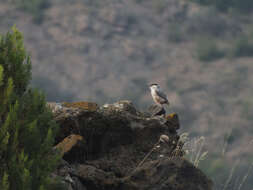 Image of Rock Nuthatch