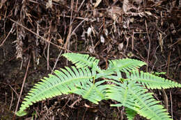 Image of Dicranopteris splendida (Hand.-Mazz.) Tag.