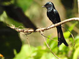 Image de Drongo bronzé