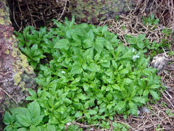 Plancia ëd Senecio esperensis (Sykes) de Lange