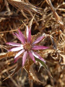 Image of Carlina lanata L.