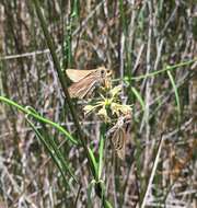 Image of Salt Marsh Skipper