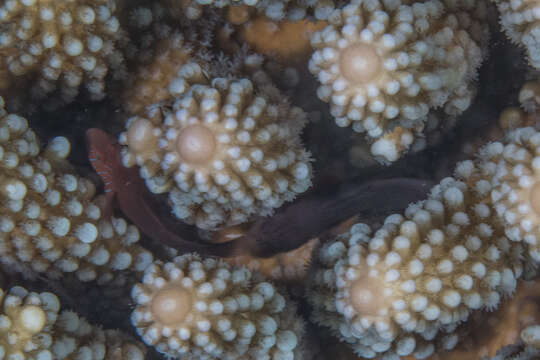 Image of Five-bar coral goby