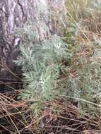 Image of Roman wormwood