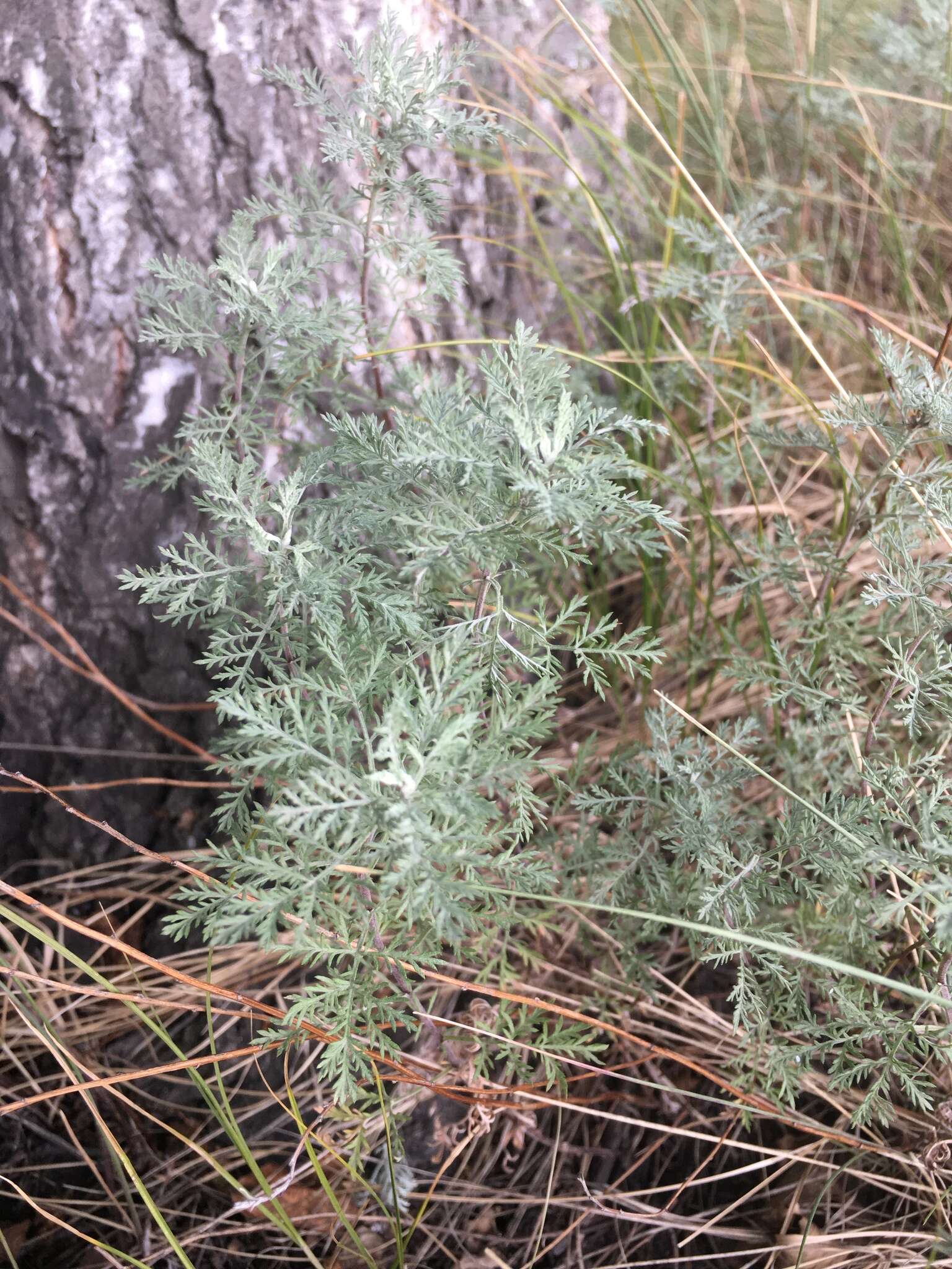 Image of Roman wormwood