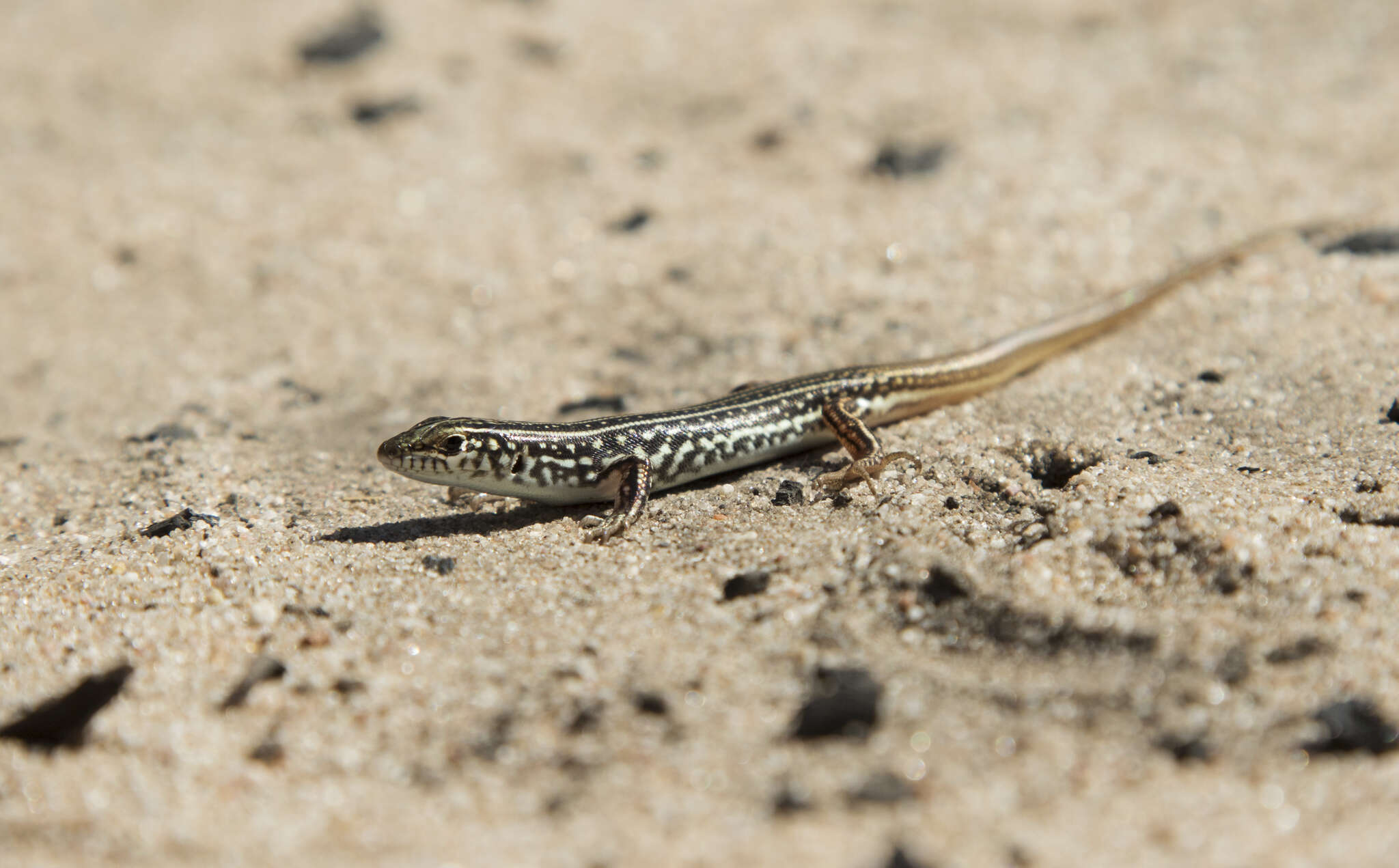 صورة Ctenotus orientalis Storr 1971