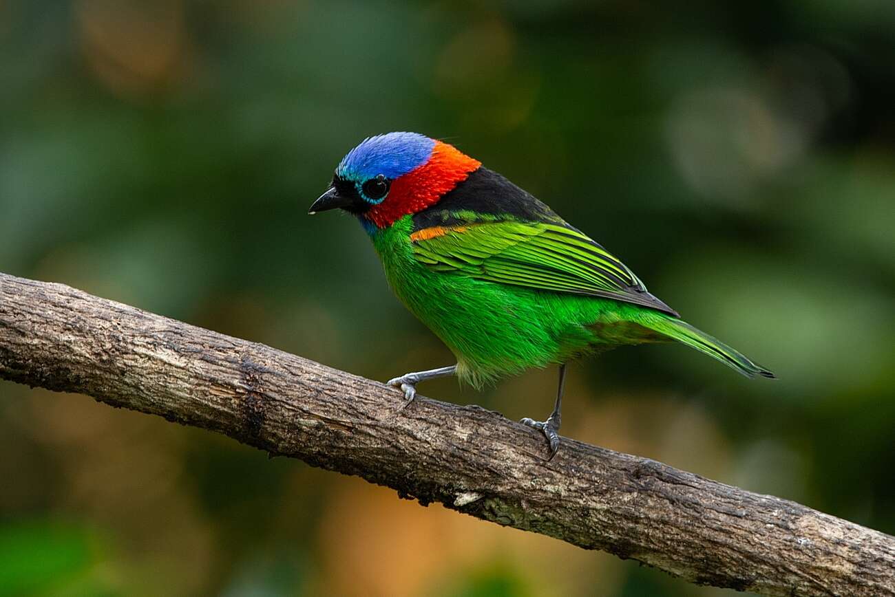 Image of Red-necked Tanager