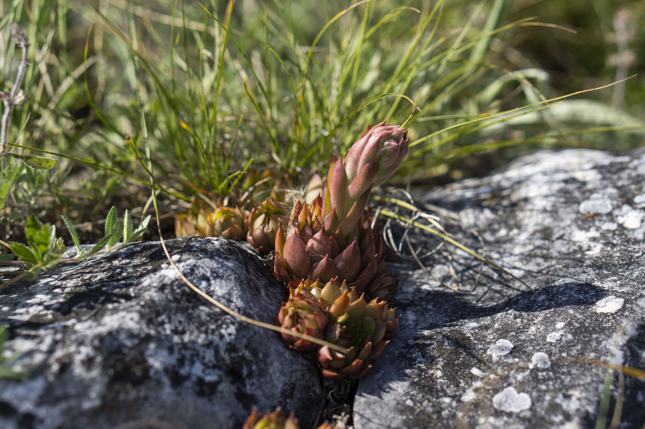 Image of Sempervivum marmoreum Griseb.