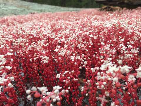 Image of Elf Orpine