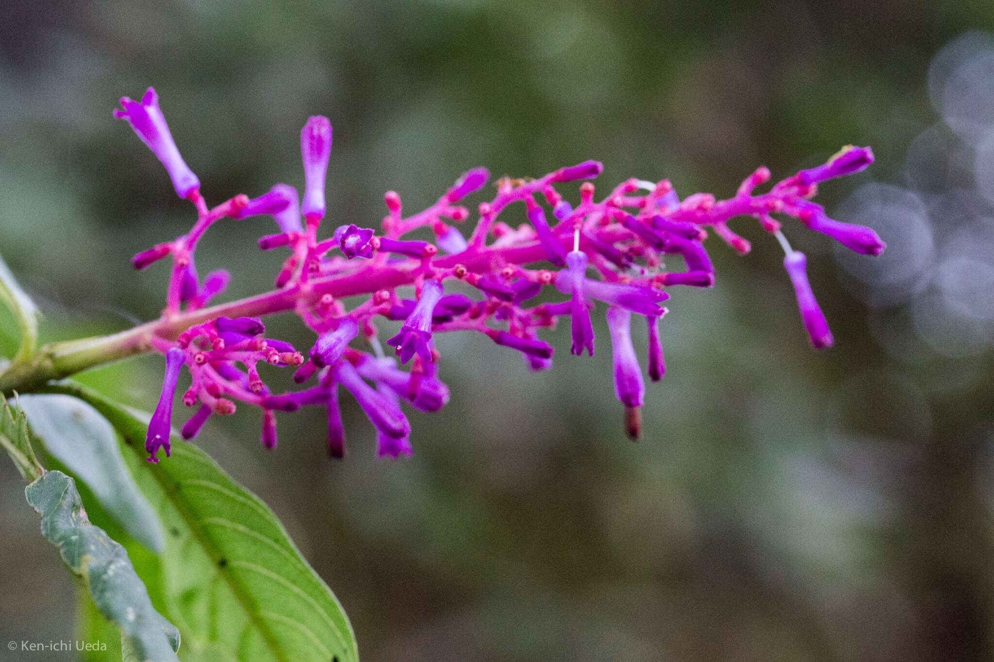 Palicourea angustifolia Kunth resmi