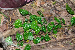 Image of Laportea grossa (E. Mey. ex Wedd.) Chew