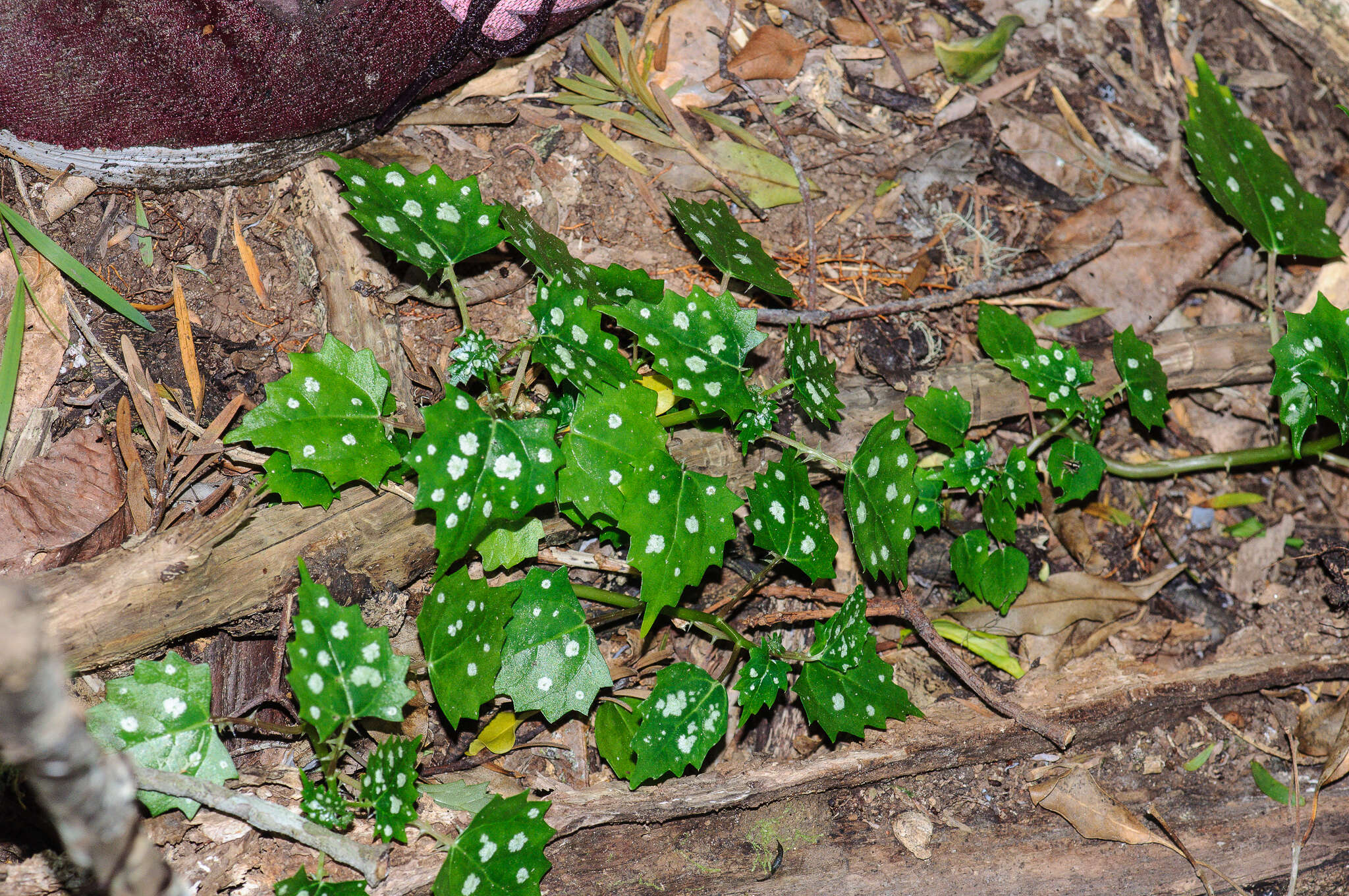 Image of Laportea grossa (E. Mey. ex Wedd.) Chew