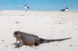 Image of Andros Island Iguana