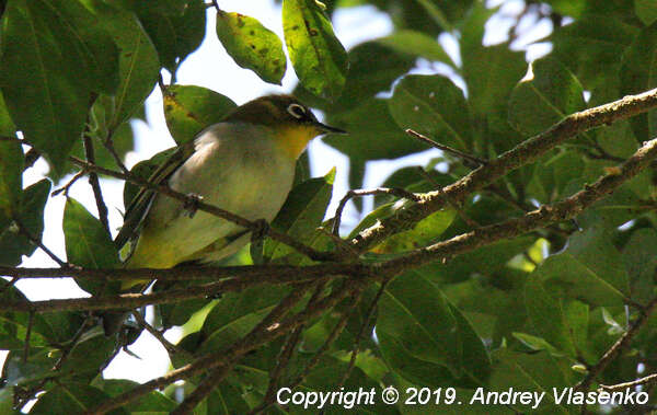 صورة Zosterops maderaspatanus maderaspatanus (Linnaeus 1766)