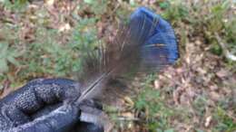 Image of Swinhoe's Pheasant