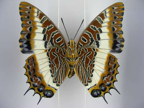 Image of Charaxes brutus angustus Rothschild 1900