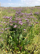 Image of Mediterranean sea lavender