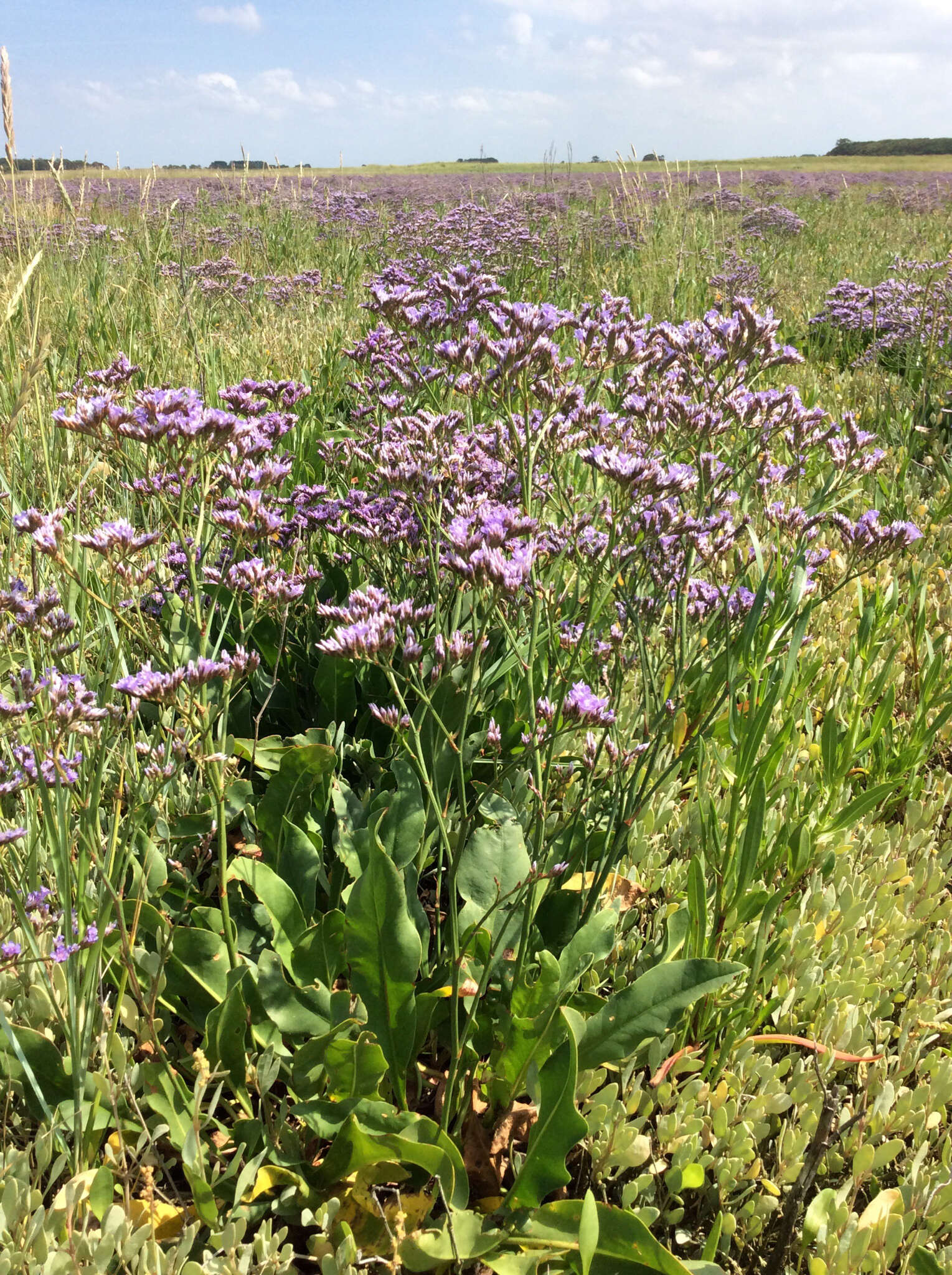 Image of Mediterranean sea lavender